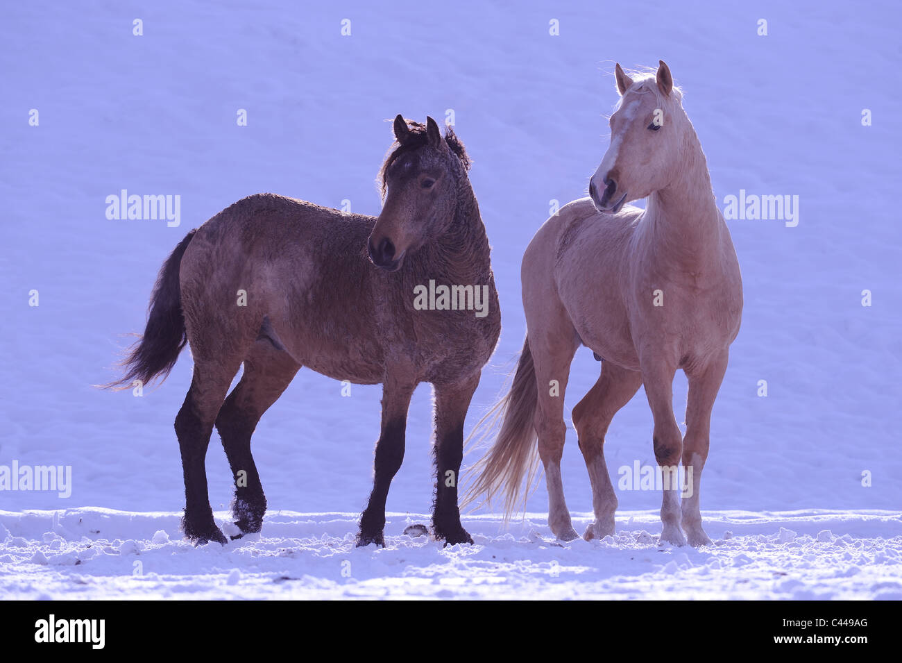 Curly Horse (Equus ferus caballus). Two stallions on a snowy meadow. Stock Photo