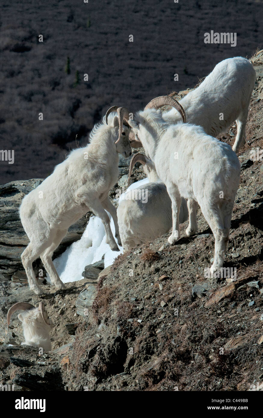 https://c8.alamy.com/comp/C449BB/dall-sheep-ovis-dalli-denali-national-park-preserve-usa-america-north-C449BB.jpg