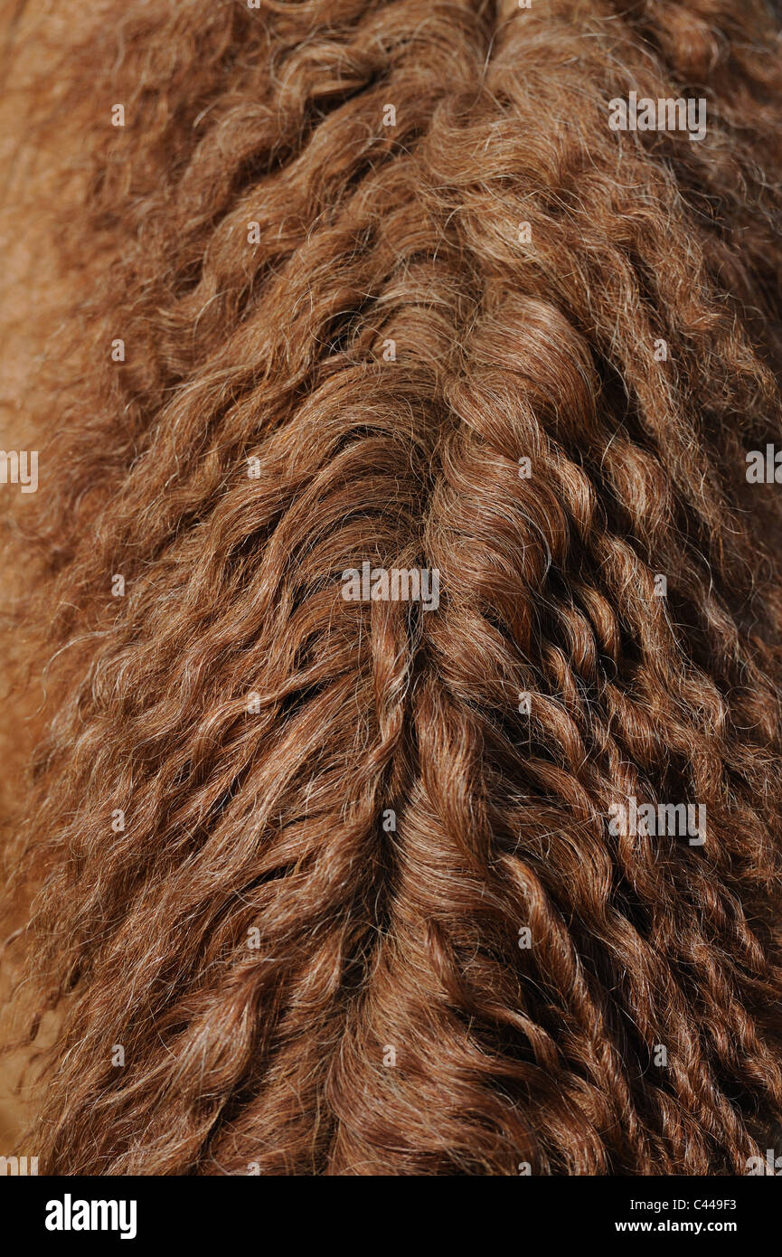 Curly Horse (Equus ferus caballus). close-up of curly mane. Stock Photo