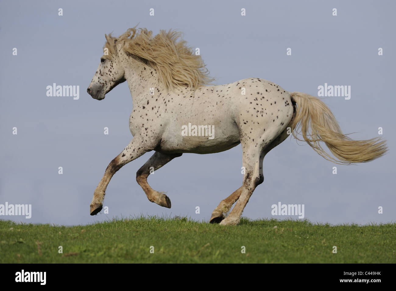 Curly Horse (Equus ferus caballus). Stallion in a gallop on a meadow ...