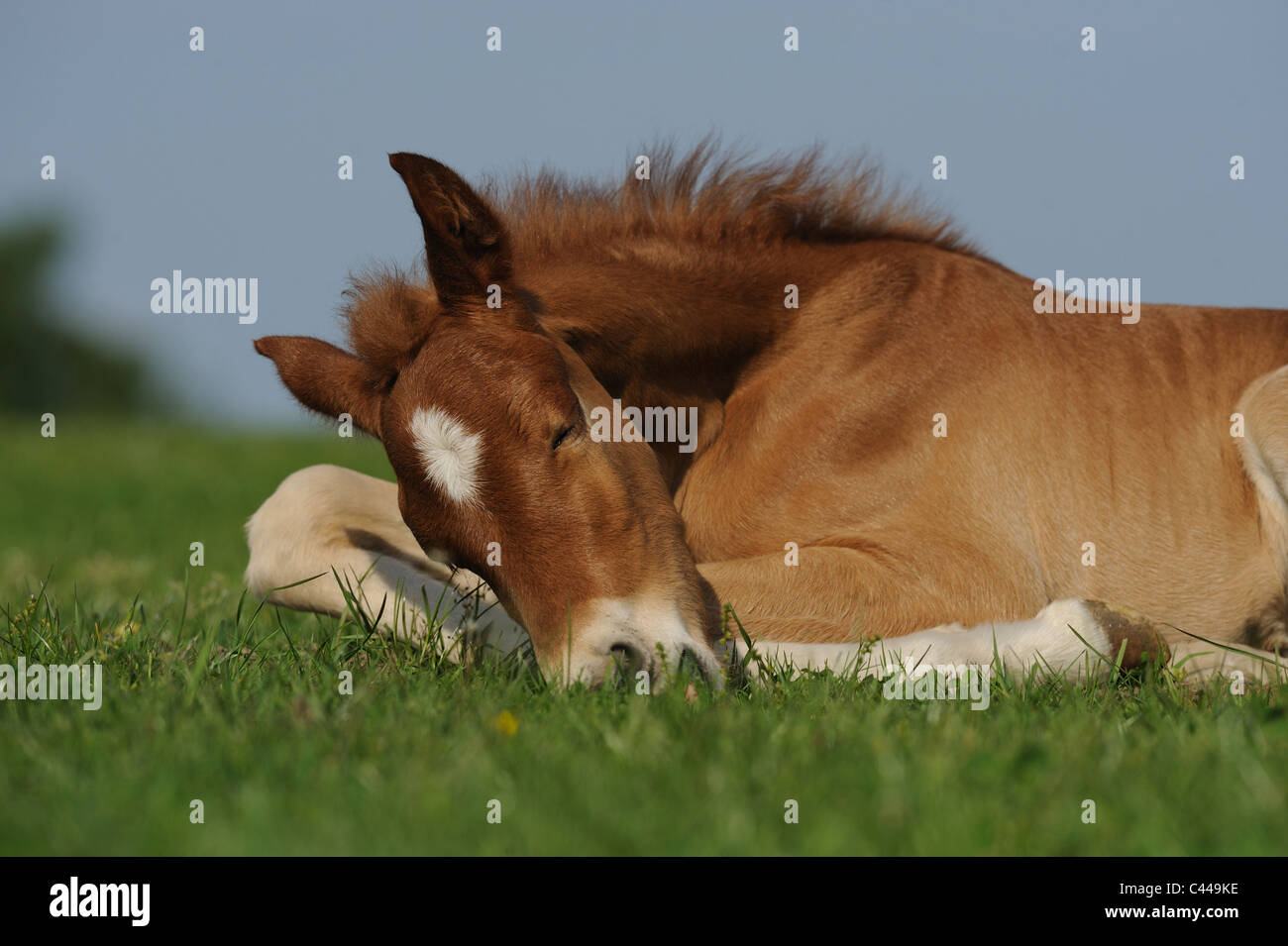 Curly Horse Equus Ferus Caballus Foal Sleeping On A Meadow Stock Photo Alamy,Thai Sweet Chili Sauce Brand
