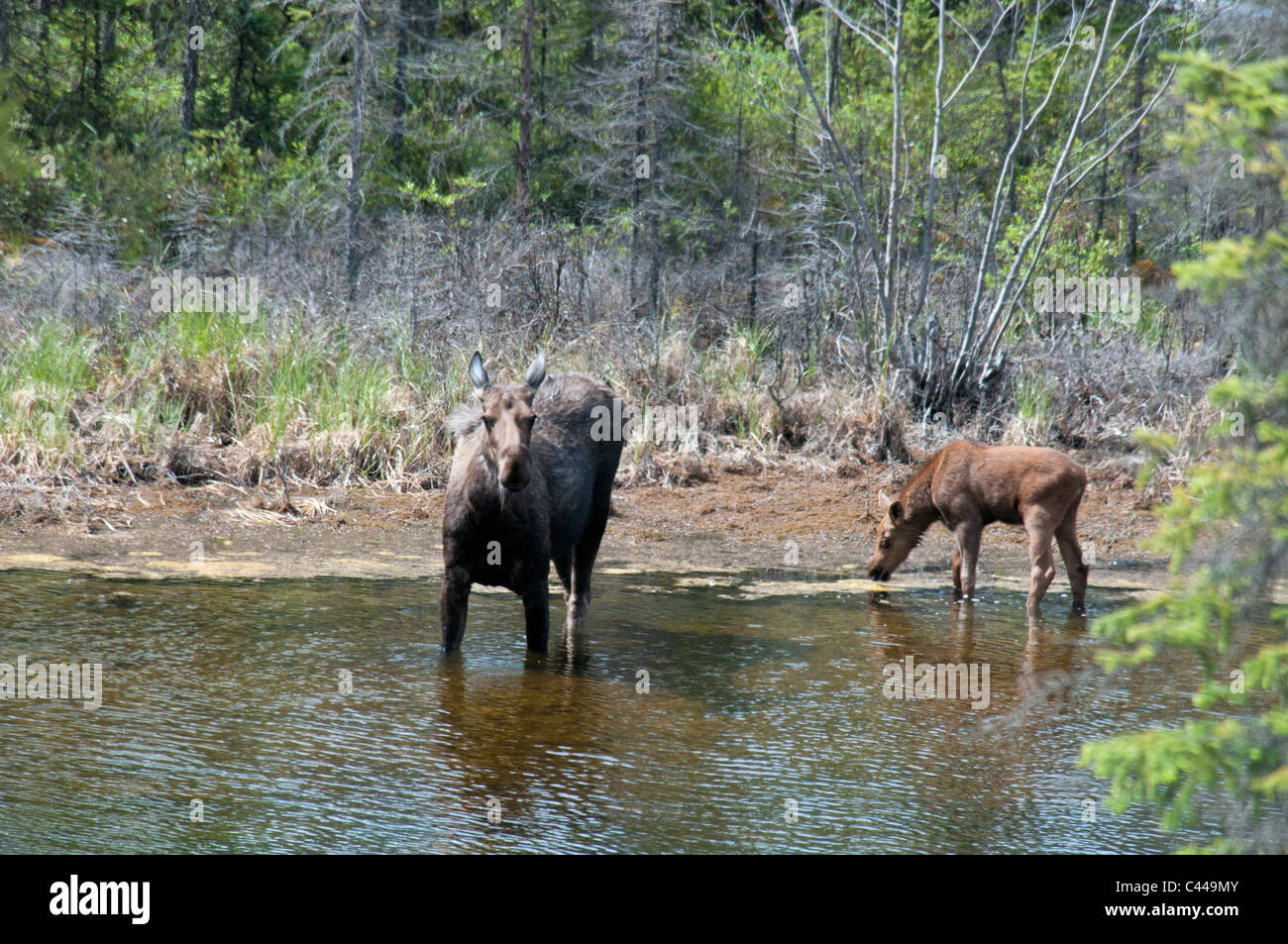 moose, alces alces, along Alaska Highway, took cutoff road, may, two, animals, pond, USA, North America, Alaska Stock Photo