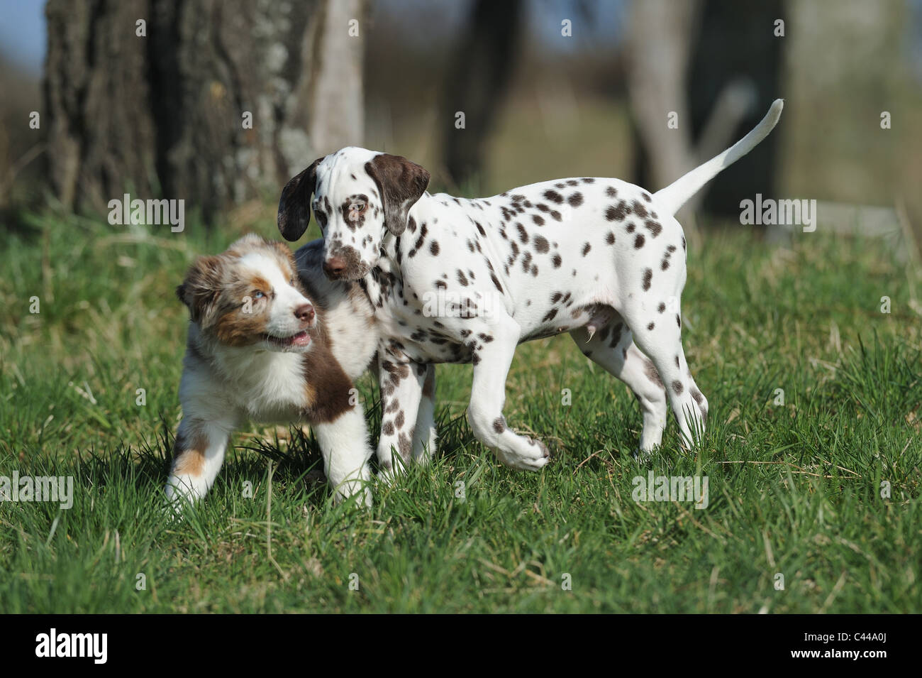 Dalmatian and Australian Shepherd (Canis lupus familiaris). Two puppies playing on a meadow. Stock Photo