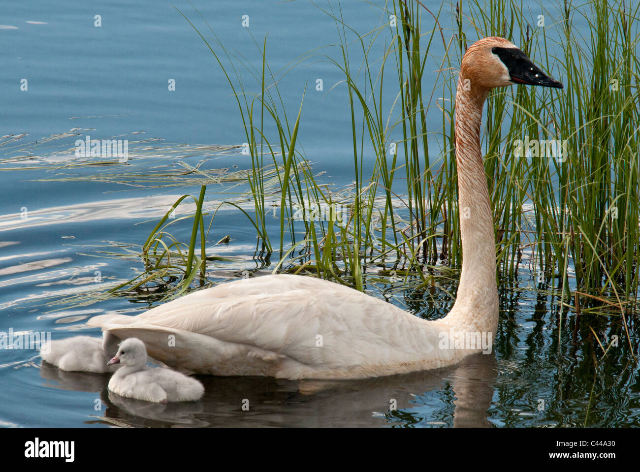 trumpeter swan, cygnets, Cygnus buccinator, Yukon, Canada, North America, chickens, young, America, birds, animals, swimming Stock Photo