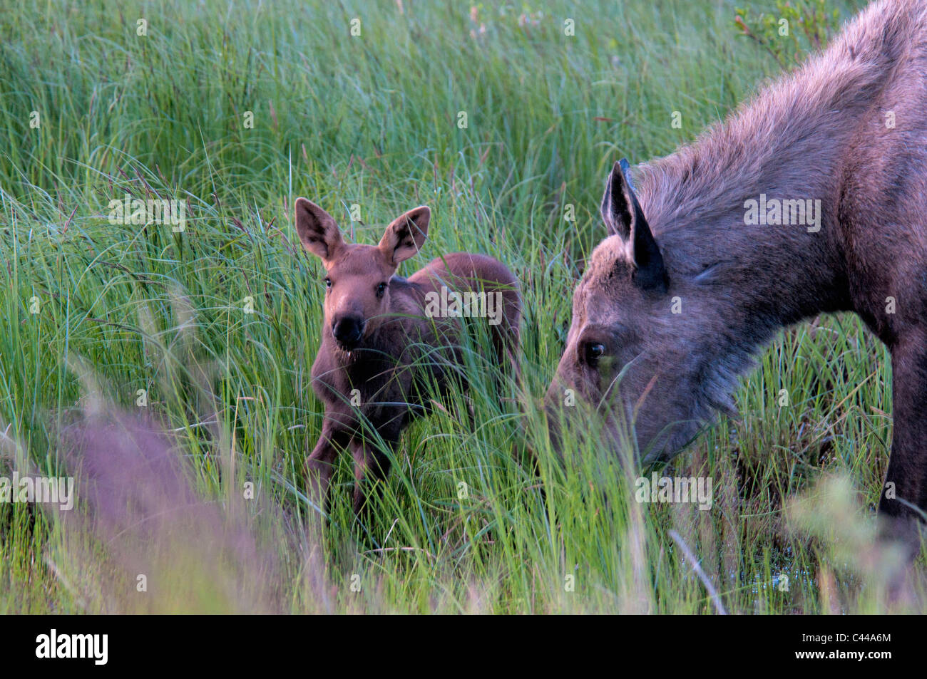 Baby Moose High Resolution Stock Photography And Images Alamy Baby Moose High Resolution Stock Photography And Images Alamy
