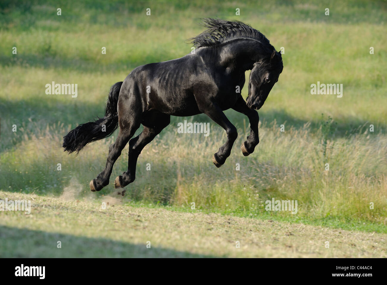 Friesian Horse (Equus ferus caballus). Stallion bucking on a meadow. Stock Photo