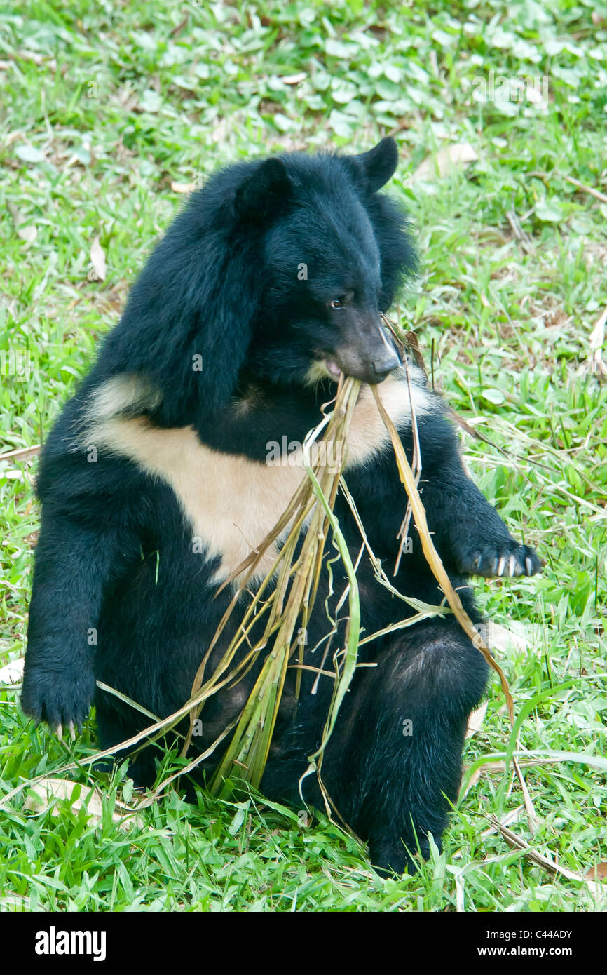 Asiatic black bear, moon bear, ursus thibetanus, Animals Asia Foundation Sanctuary, Tam Dao National Park, Vietnam, Asia, animal Stock Photo