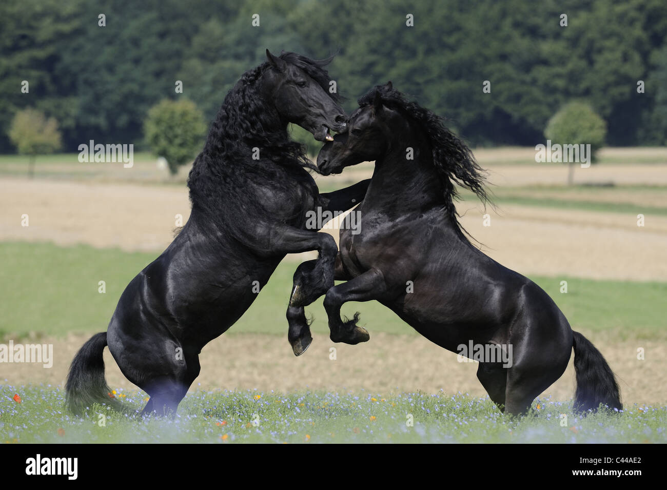 Friesian Horse Equus Ferus Caballus Stallions Fighting Stock Photo Alamy