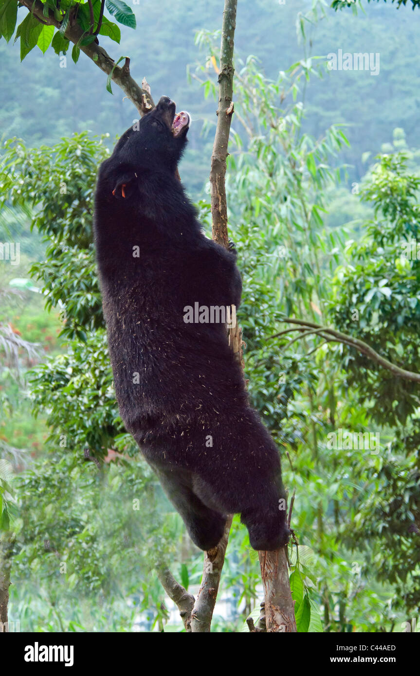 Asiatic black bear, moon bear, ursus thibetanus, Animals Asia Foundation Sanctuary, Tam Dao National Park, Vietnam, Asia, animal Stock Photo