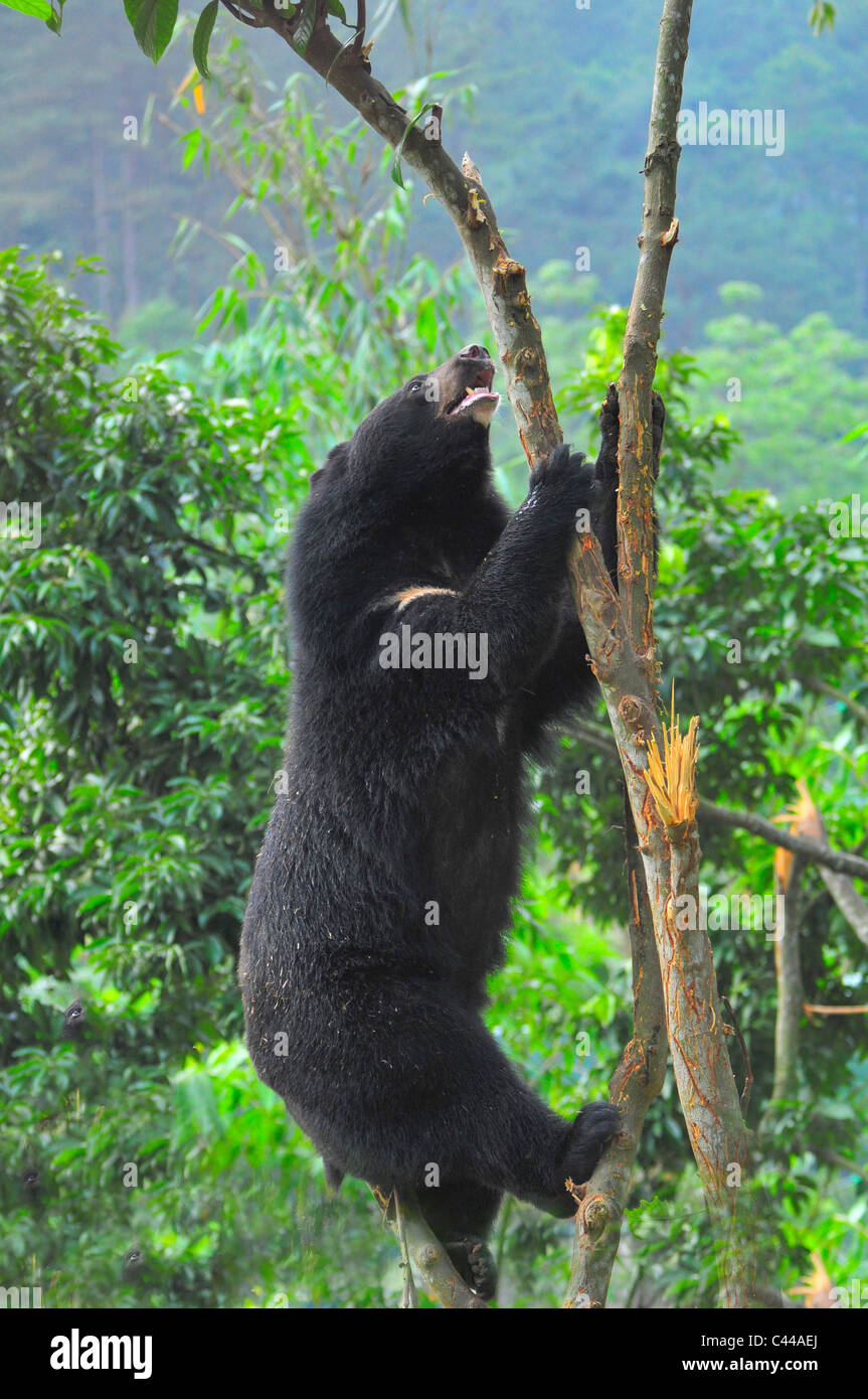 Asiatic black bear, moon bear, ursus thibetanus, Animals Asia Foundation  Sanctuary, Tam Dao National Park, Vietnam, Asia, animal Stock Photo - Alamy