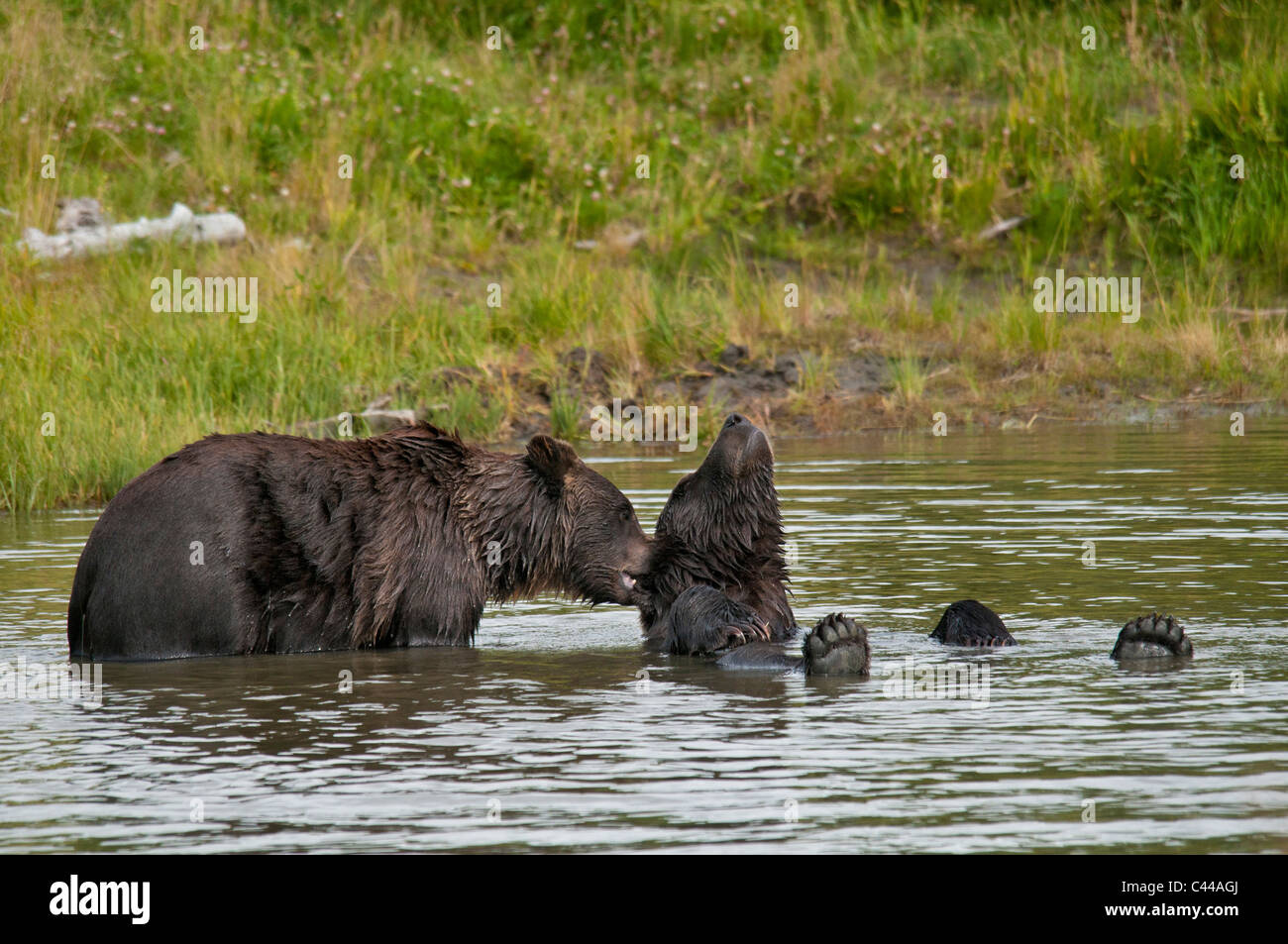 brown bear, Alaska Wildlife Conservation Center, Alaska, North America, portrait, animal, USA, bear Stock Photo