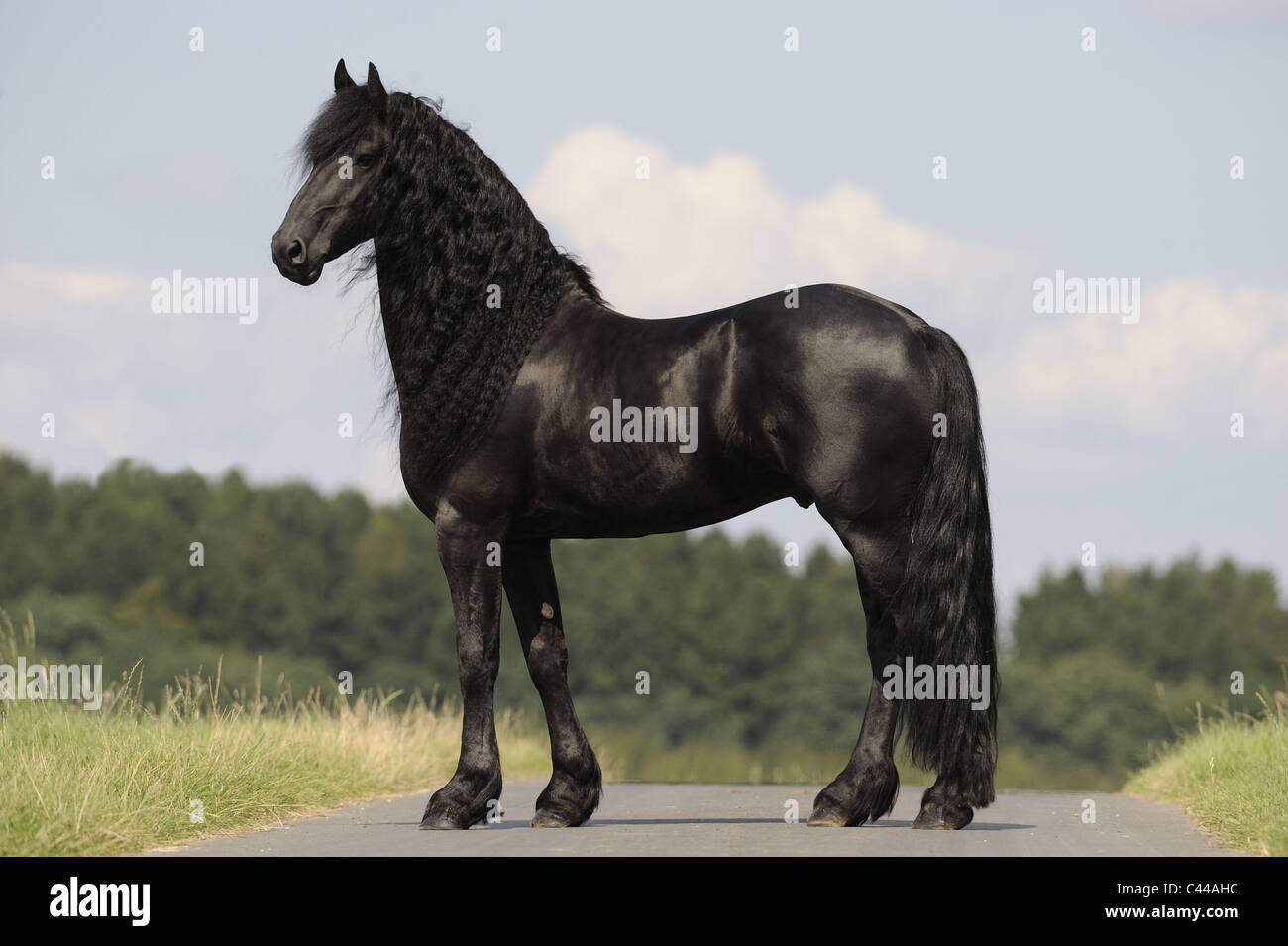 Friesian Horse (Equus ferus caballus). Stallion standing on a road, cut-out. Stock Photo