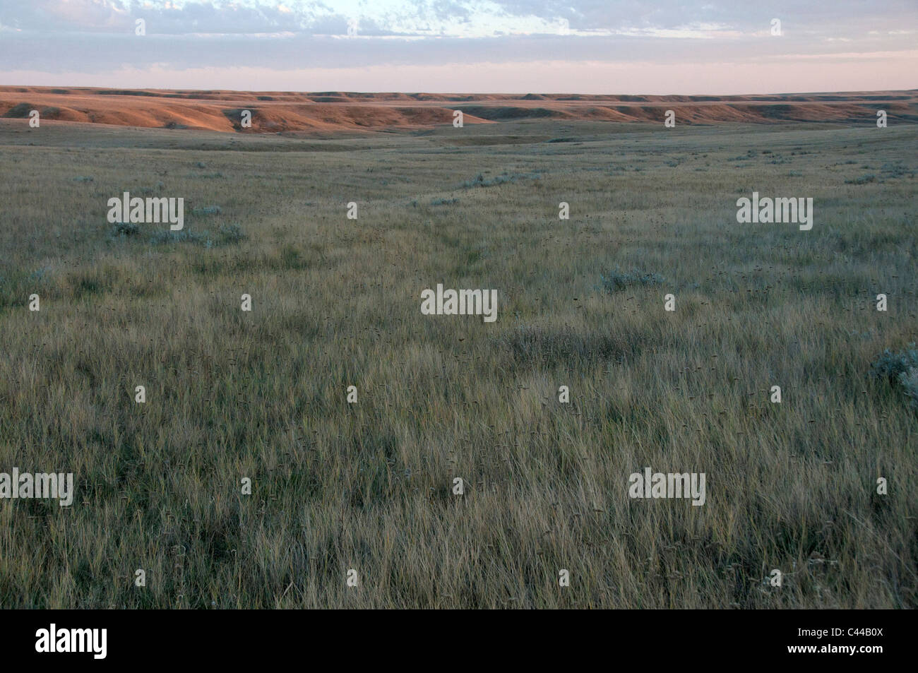 west block, Grasslands National Park, Southern Sasketchewan, Canada