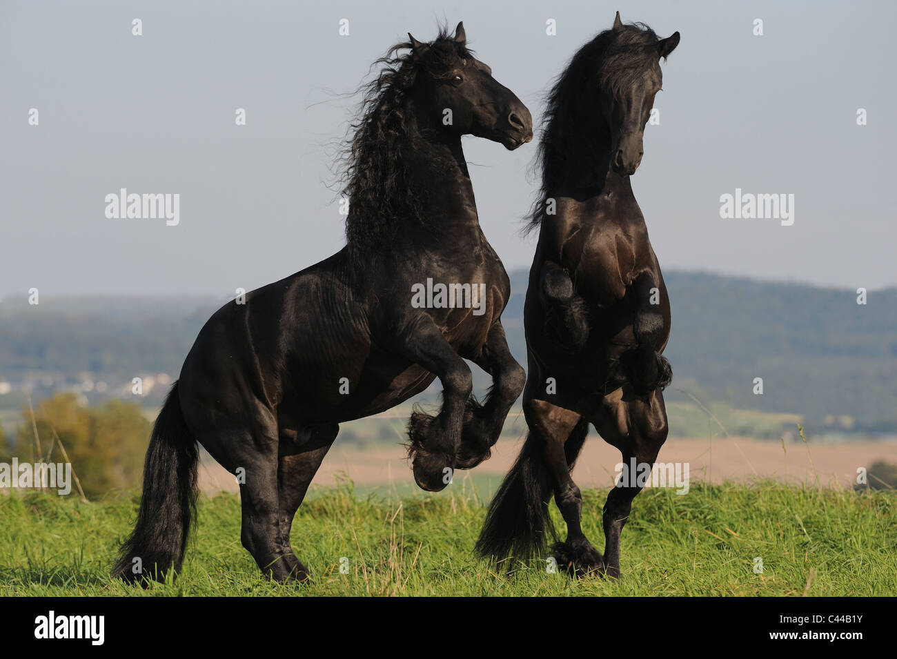 Friesian Horse (Equus ferus caballus). Stallions fighting. Stock Photo
