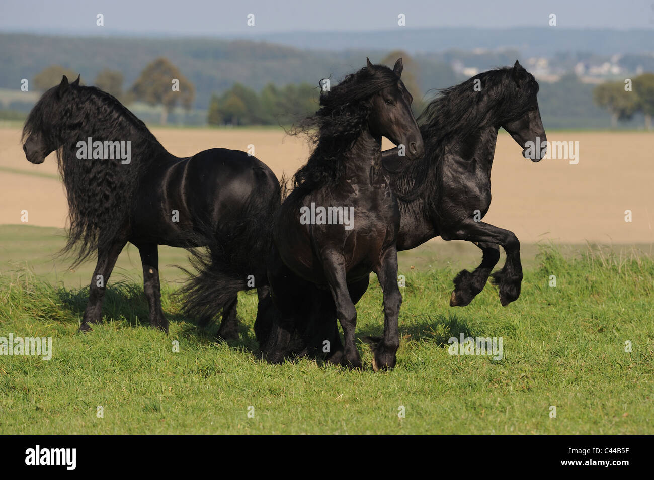 Friesian Horse (Equus ferus caballus). Stallions squabbling. Stock Photo