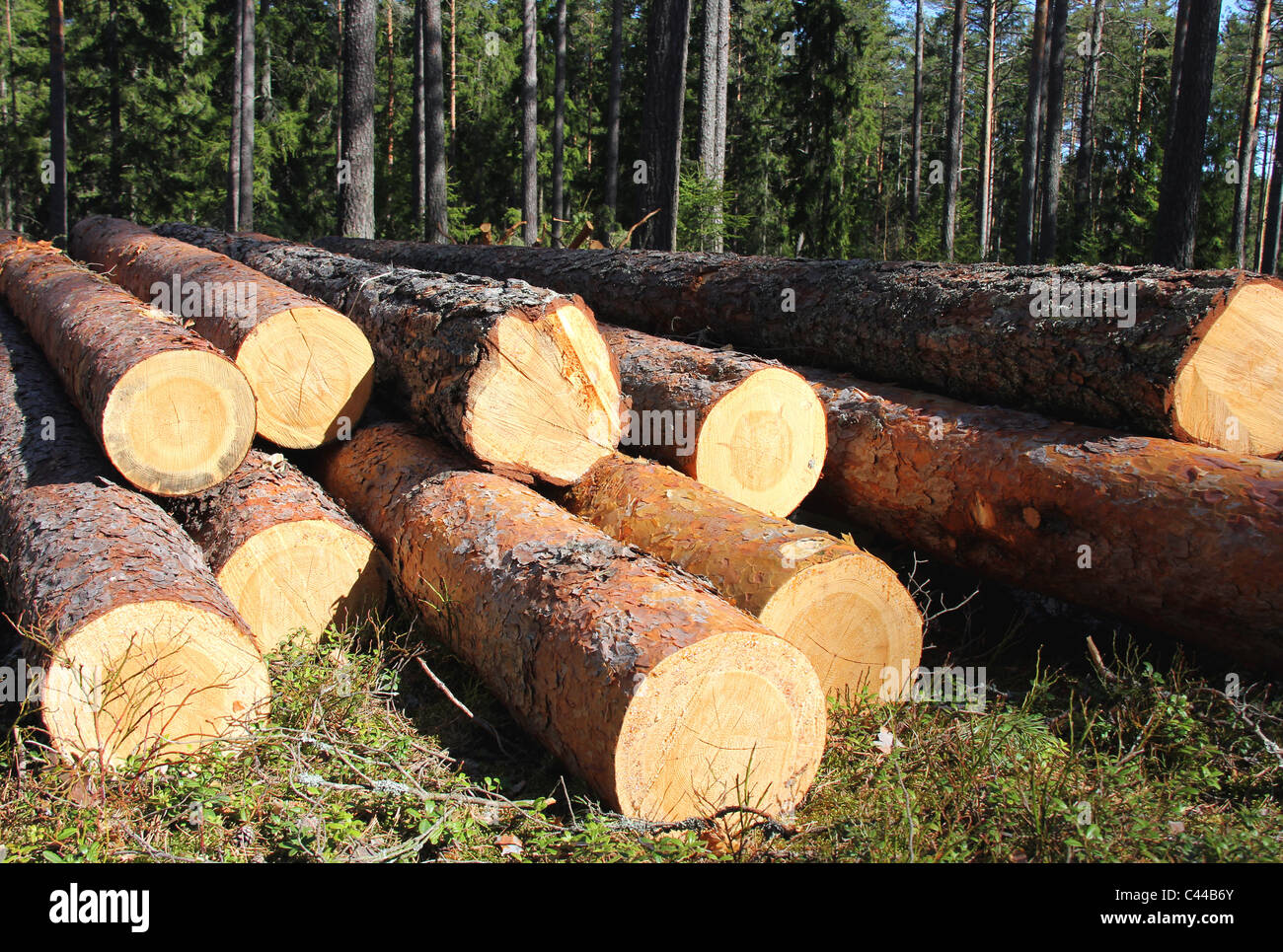 Cut pine logs in forest at summer Stock Photo