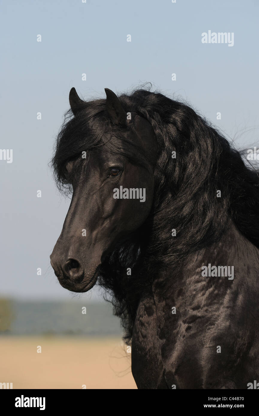 Friesian Horse (Equus ferus caballus). Portrait of a stallion. Stock Photo