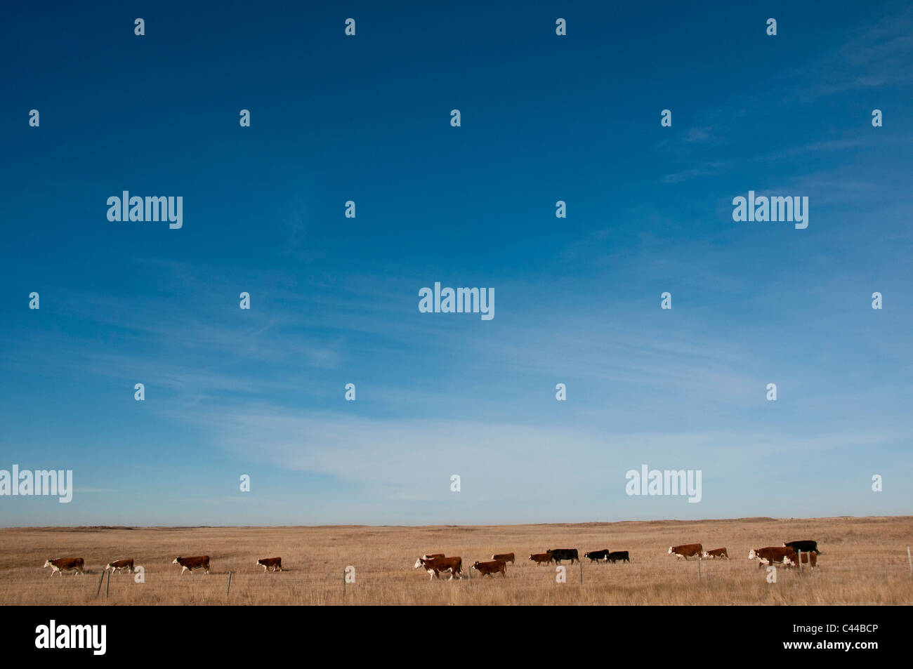 beef, cattle, prairie, Southern Alberta, Canada, North America, landscape, herd Stock Photo