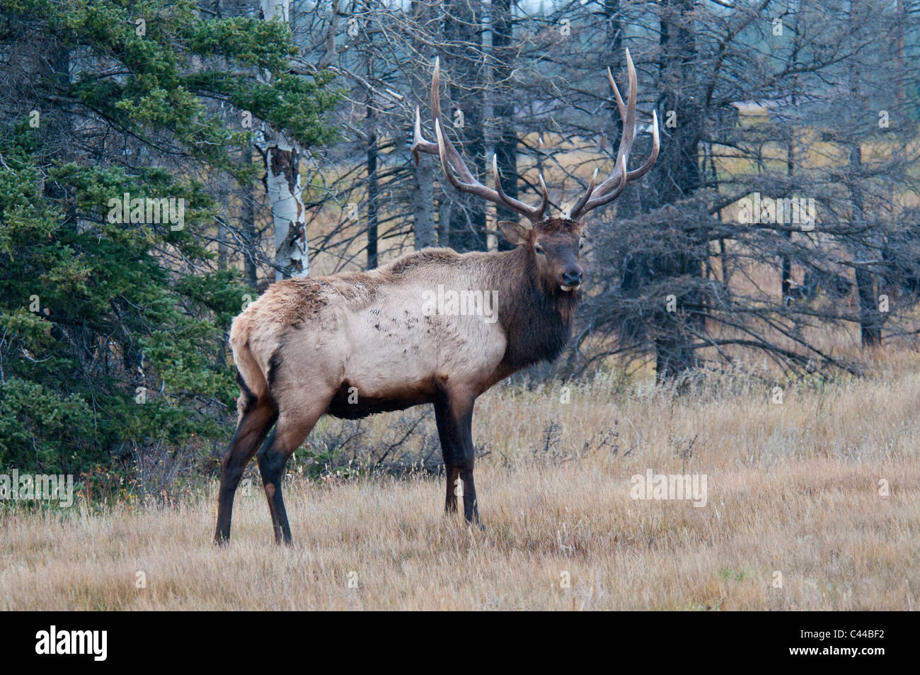 elk, cervus elaphus, Jasper National Park, Canada, North America, animal, portrait, wood Stock Photo
