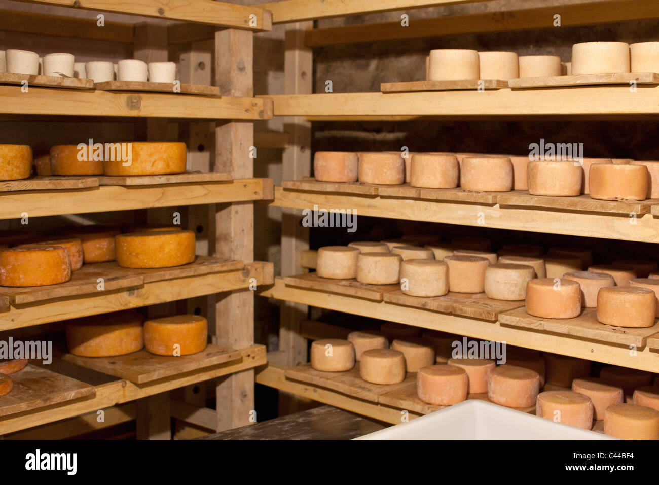 A selection of goat's cheese wheels on shelves Stock Photo Alamy