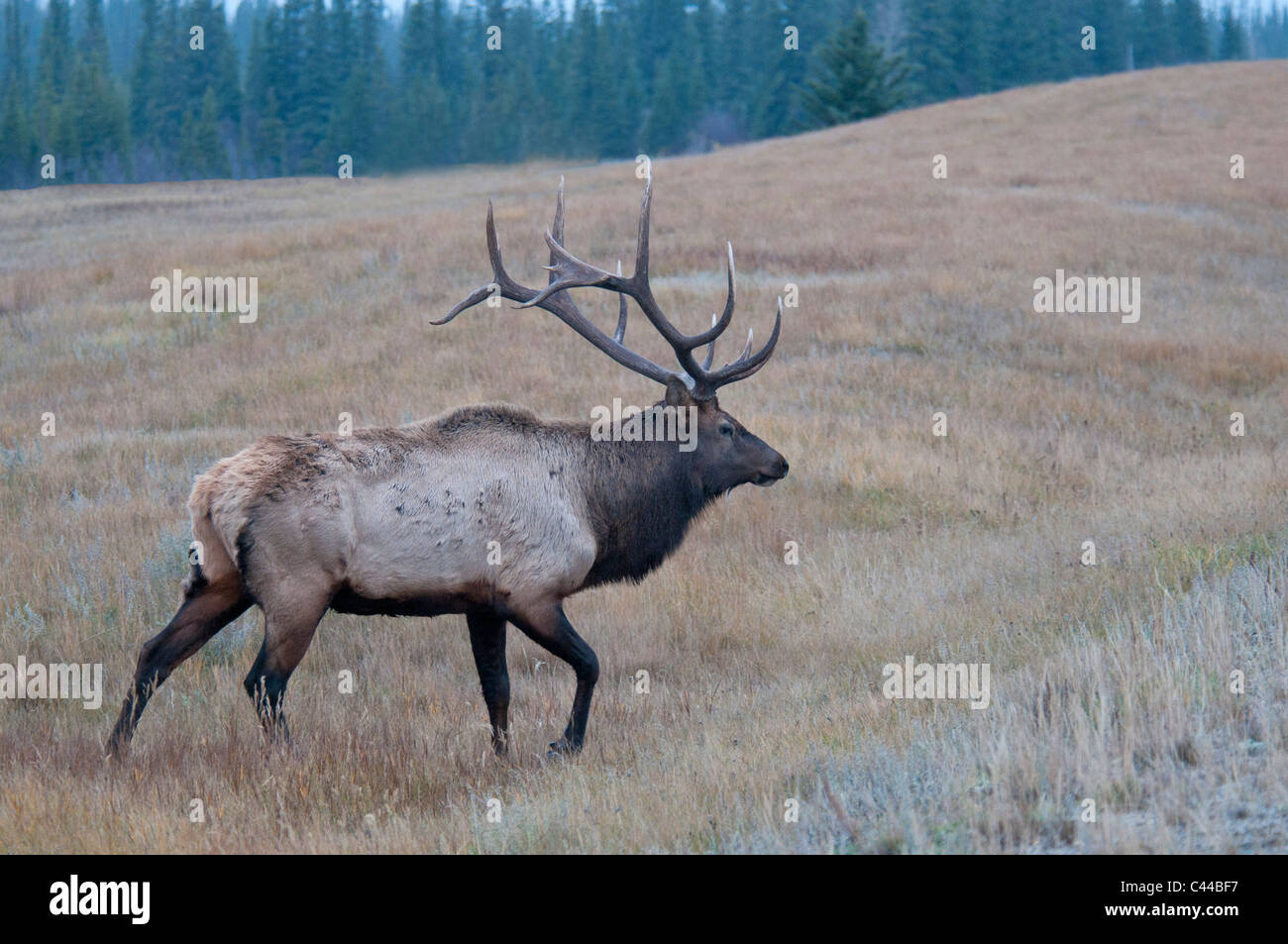 elk, cervus elaphus, Jasper National Park, Canada, North America, animal Stock Photo