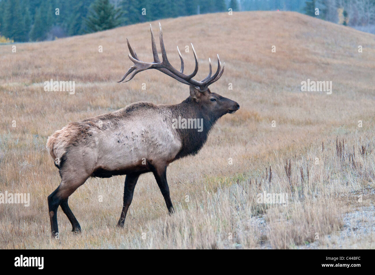 elk, cervus elaphus, Jasper National Park, Canada, North America, animal, portrait Stock Photo