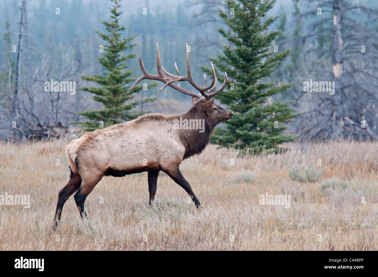 elk, cervus elaphus, Jasper National Park, Canada, North America, animal, wood Stock Photo