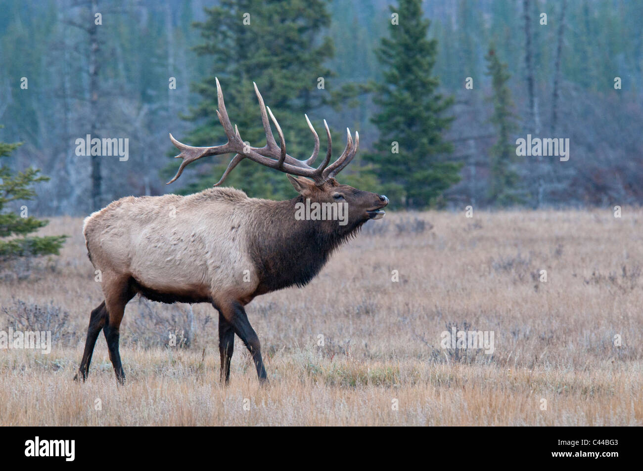 elk, cervus elaphus, Jasper National Park, Canada, North America, animal, wood, portrait Stock Photo