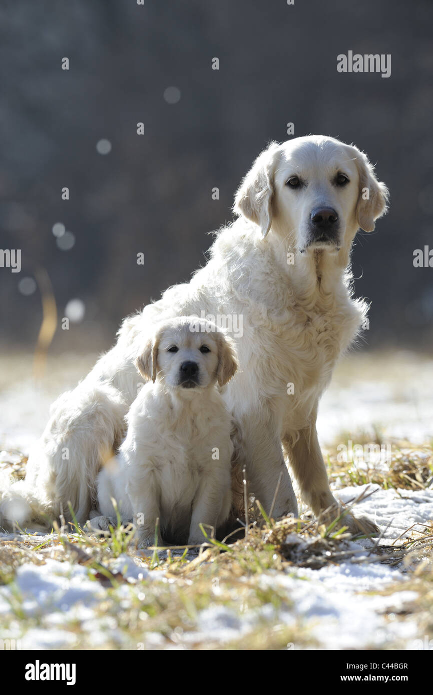 Golden Retriever (Canis lupus familiaris). Bitch with puppy sitting on a snowy meadow. Stock Photo