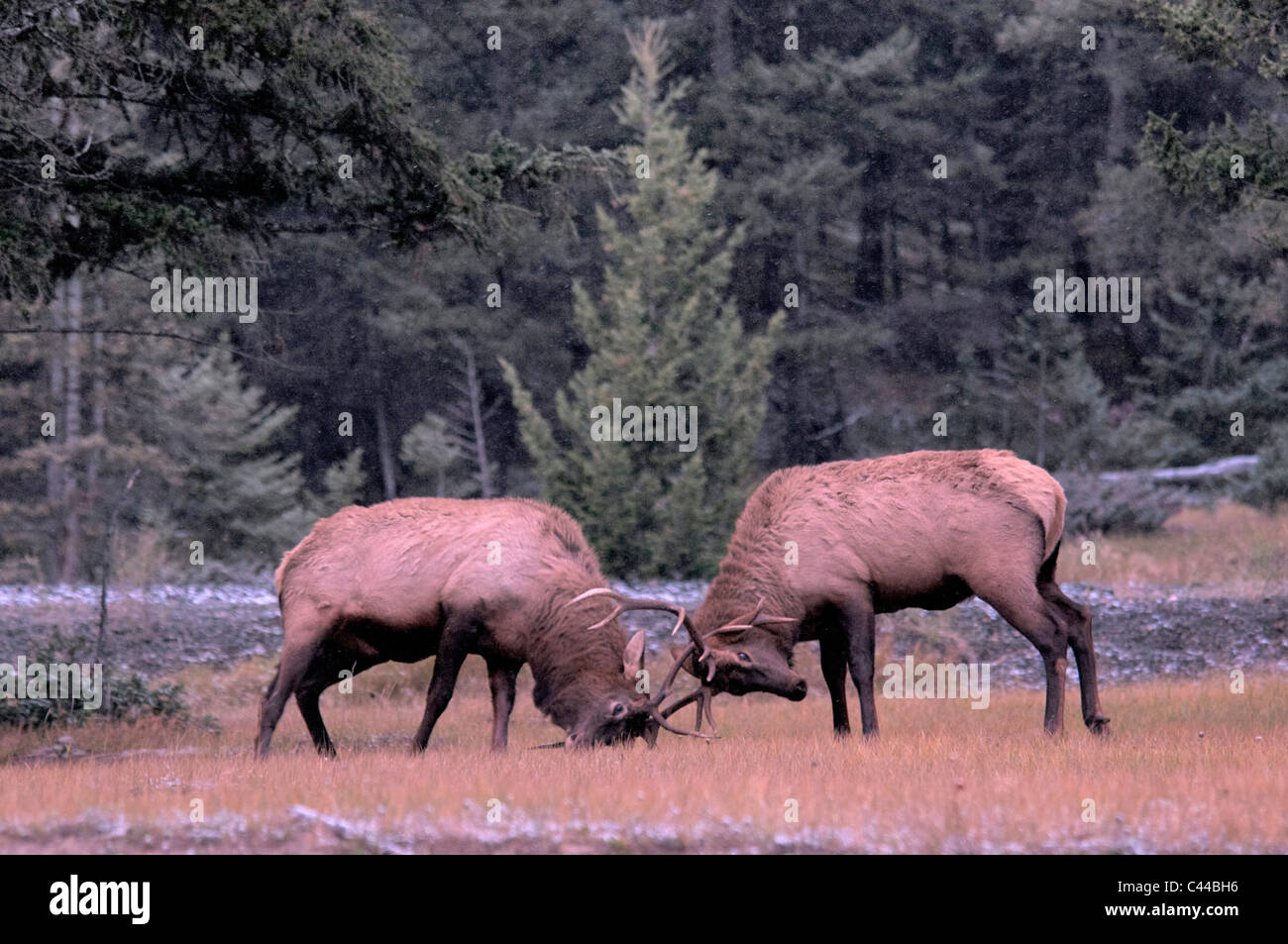 elk, cervus elaphus, Jasper National Park, Canada, North America, fighting, two, wood Stock Photo