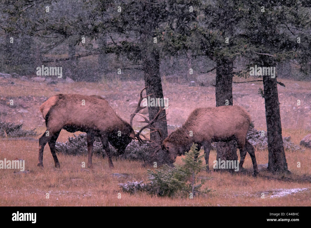 elk, cervus elaphus, Jasper National Park, Canada, North America, fighting, two, wood Stock Photo