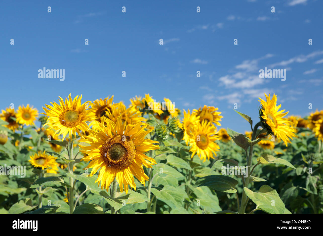 Sunflowers, Free State, South Africa Stock Photo Alamy