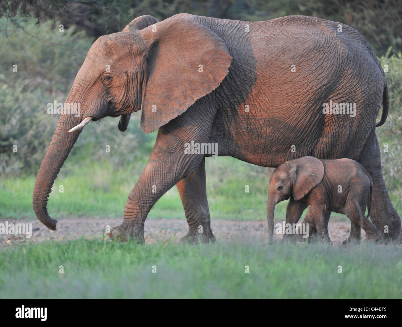 South Africa, Africa, Pilanesberg, national park, elephant, animals, mother animal, Jung's animal Stock Photo