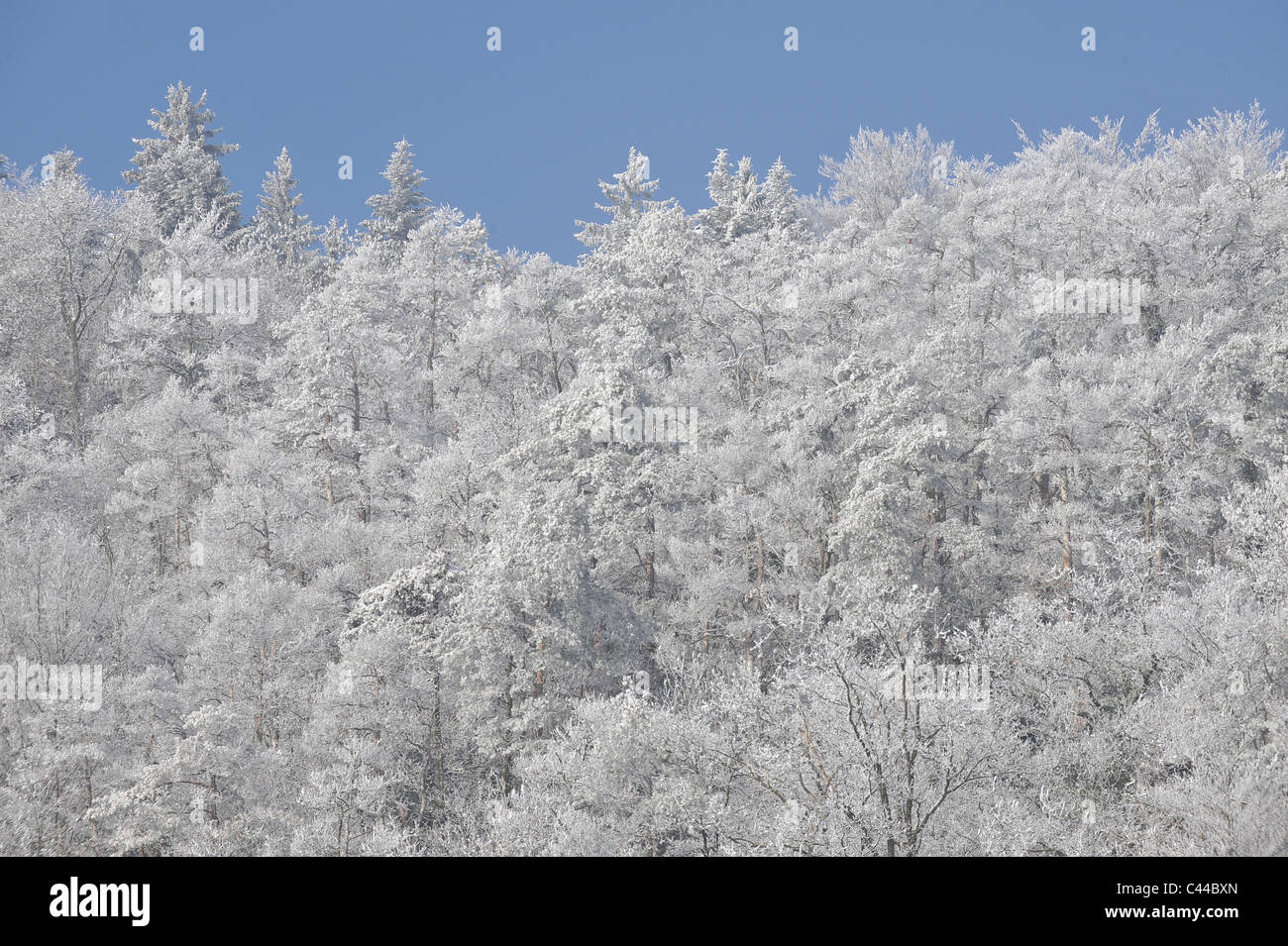 Winter, trees, wood, forest, white, frost, hoarfrost Stock Photo