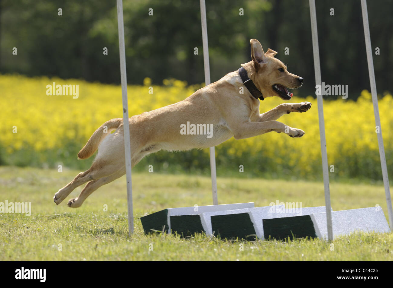 Labrador Retriever (Canis lupus familiaris). Adult leaping over a