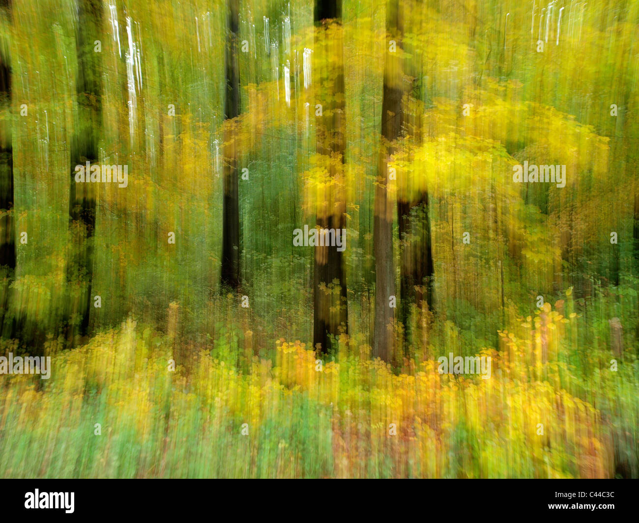 Movement, autumn, deciduous forest, Kusnacht, ZH, forest, unsharpness, leaves, Stock Photo