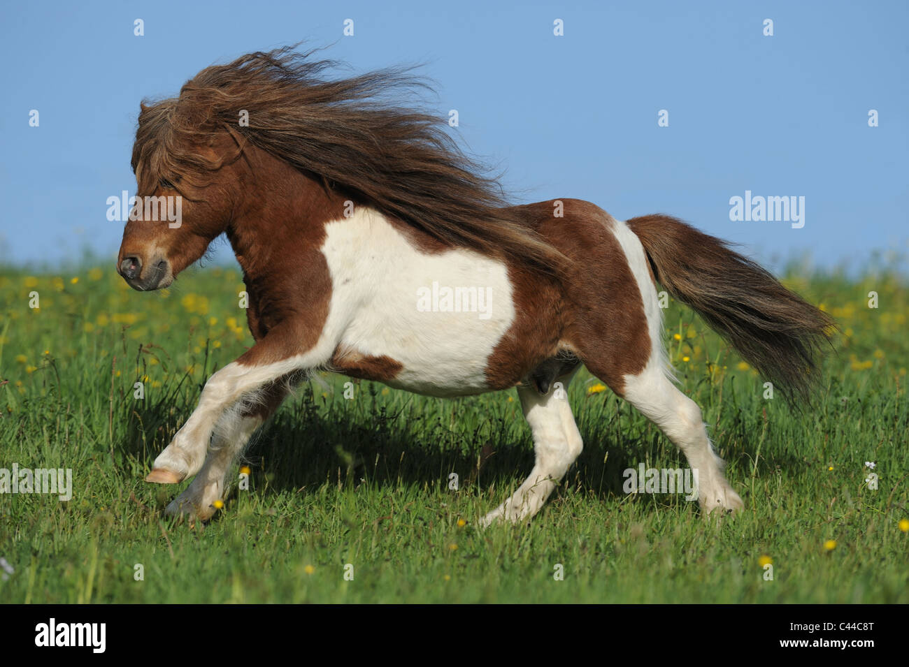 Miniature Shetland Pony (Equus ferus caballus). Pinto gelding at a gallop on a meadow. Stock Photo
