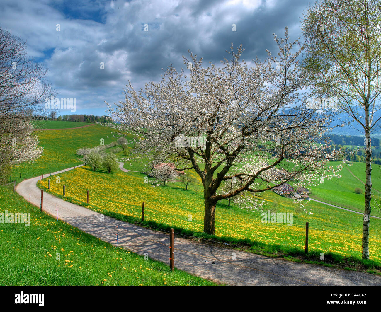 Field, farm, country lane, way, cherry trees, scenery, dandelion, nature, horizontal format, day, Gubel, canton Zug, spring, Stock Photo