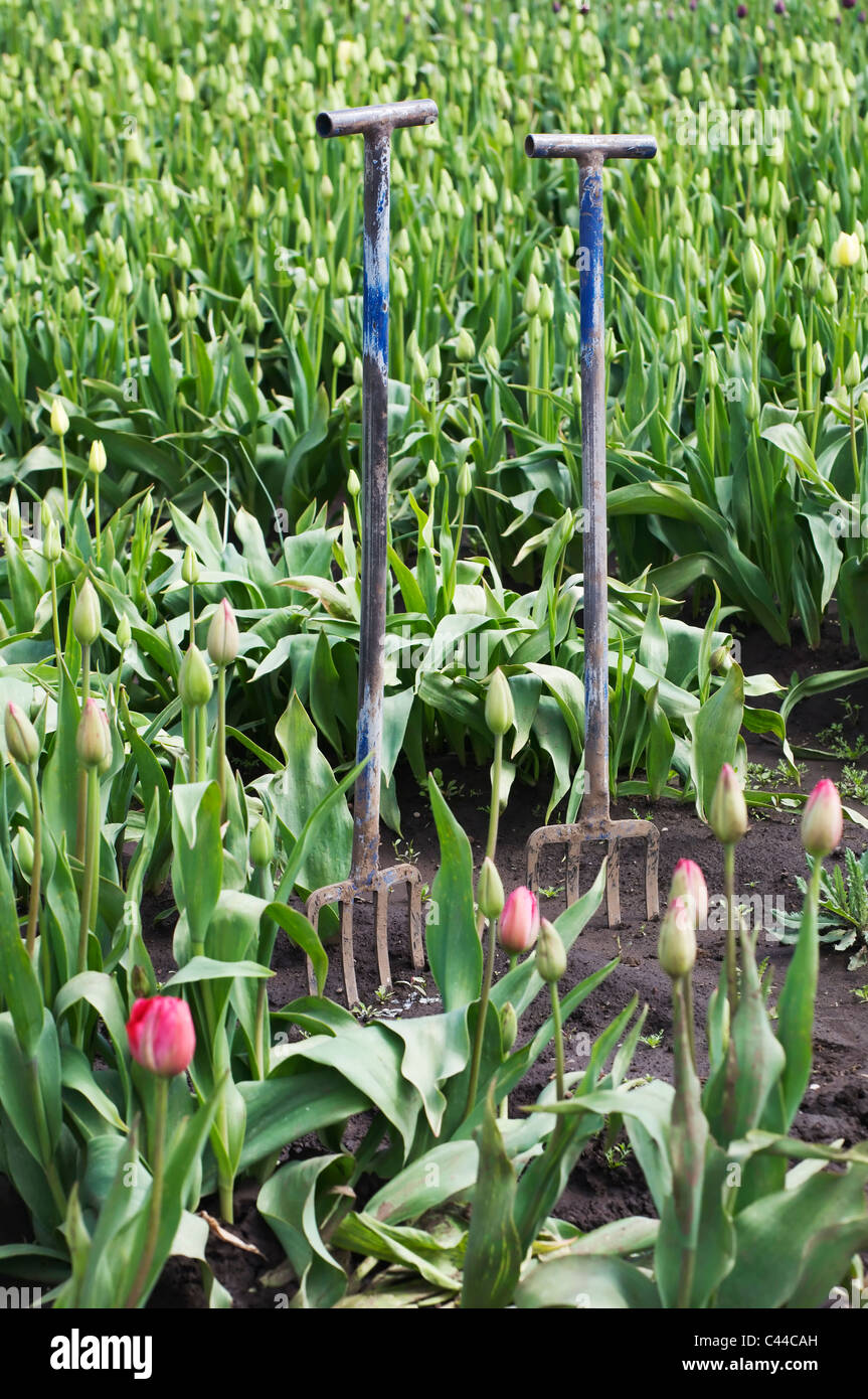Two metal garden forks stand upright in a tulip field. Stock Photo