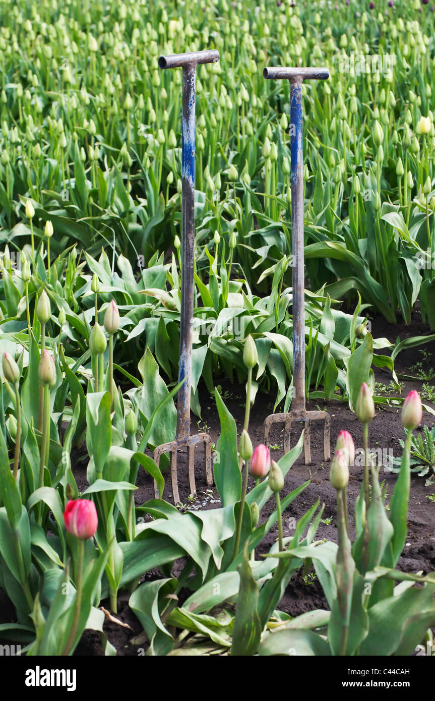 Forks Tulip Field Farm Flowers Crop Hi res Stock Photography And Images 