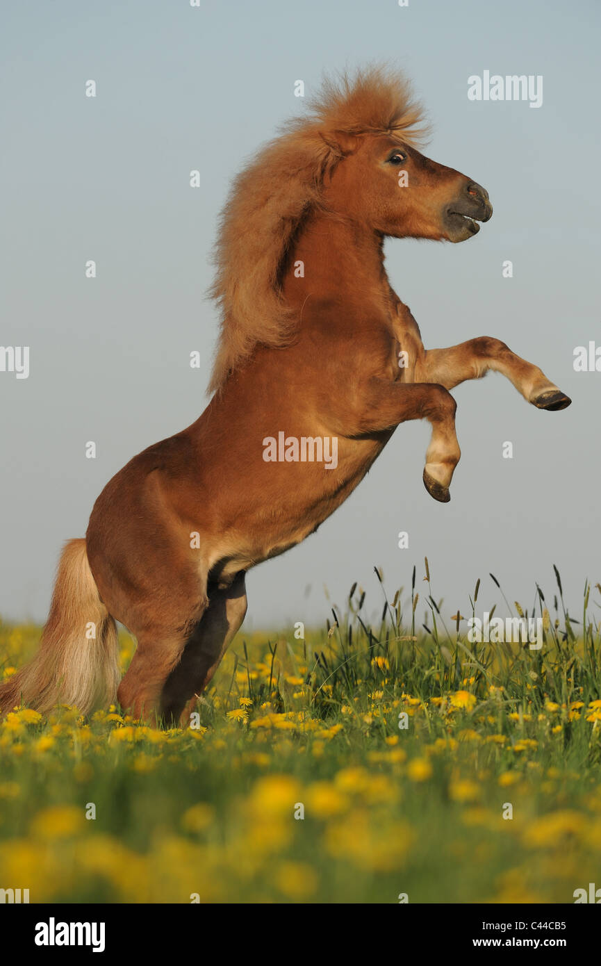 Miniature Shetland Pony (Equus ferus caballus). Chestnut stallion rearing on a meadow. Stock Photo