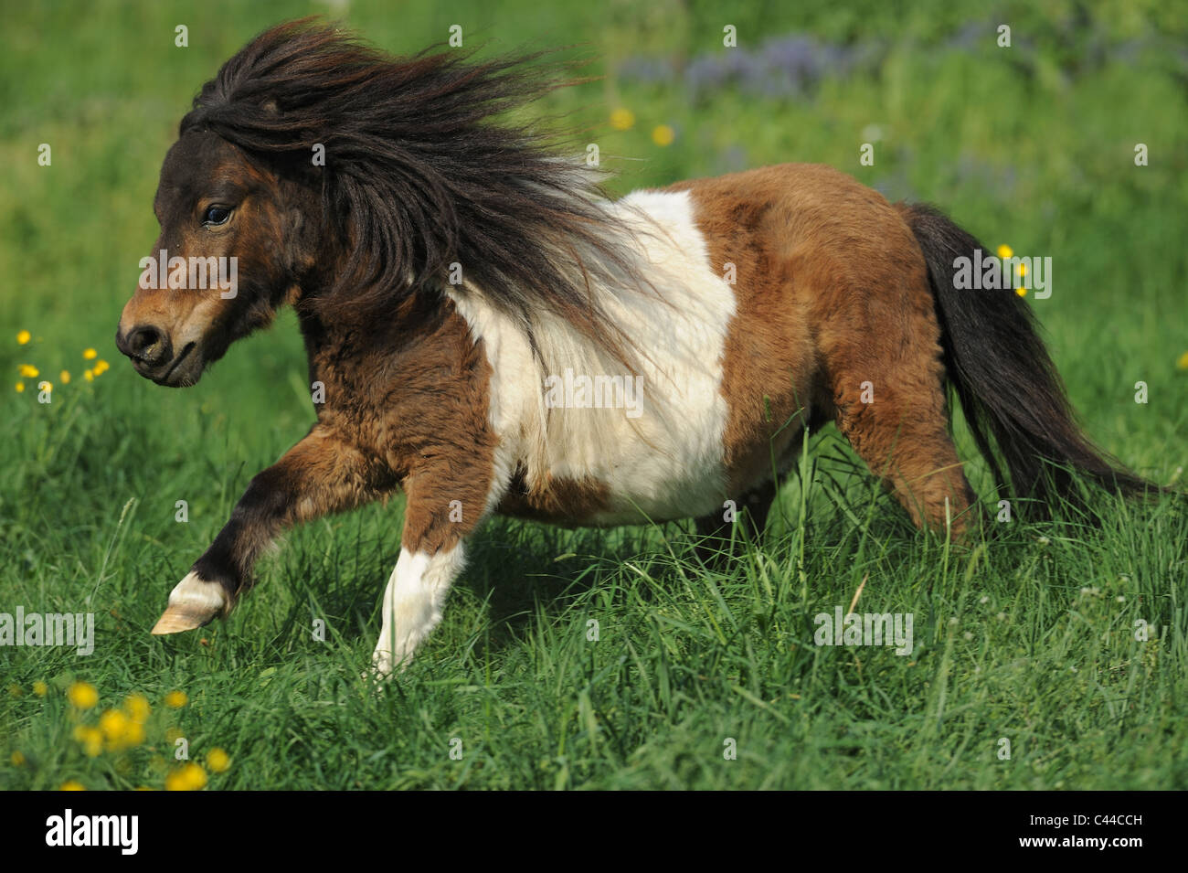 Miniature Shetland Pony (Equus ferus caballus). Pinto mare at a gallop on a meadow. Stock Photo