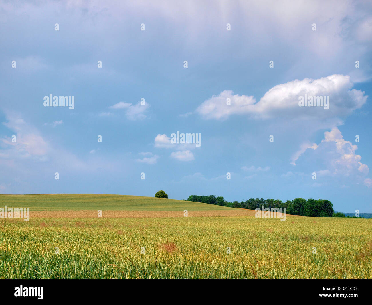 Gently, Oberglatt, wheat field, clouds, canton Zurich, field, grain, agriculture, Stock Photo