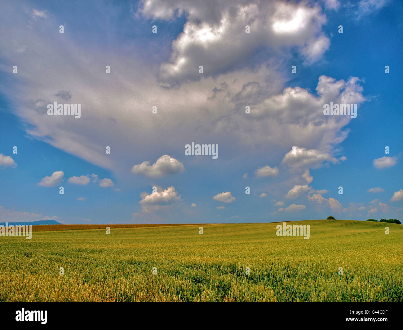 Gently, Oberglatt, wheat field, clouds, canton Zurich, field, grain, agriculture, cloud Stock Photo