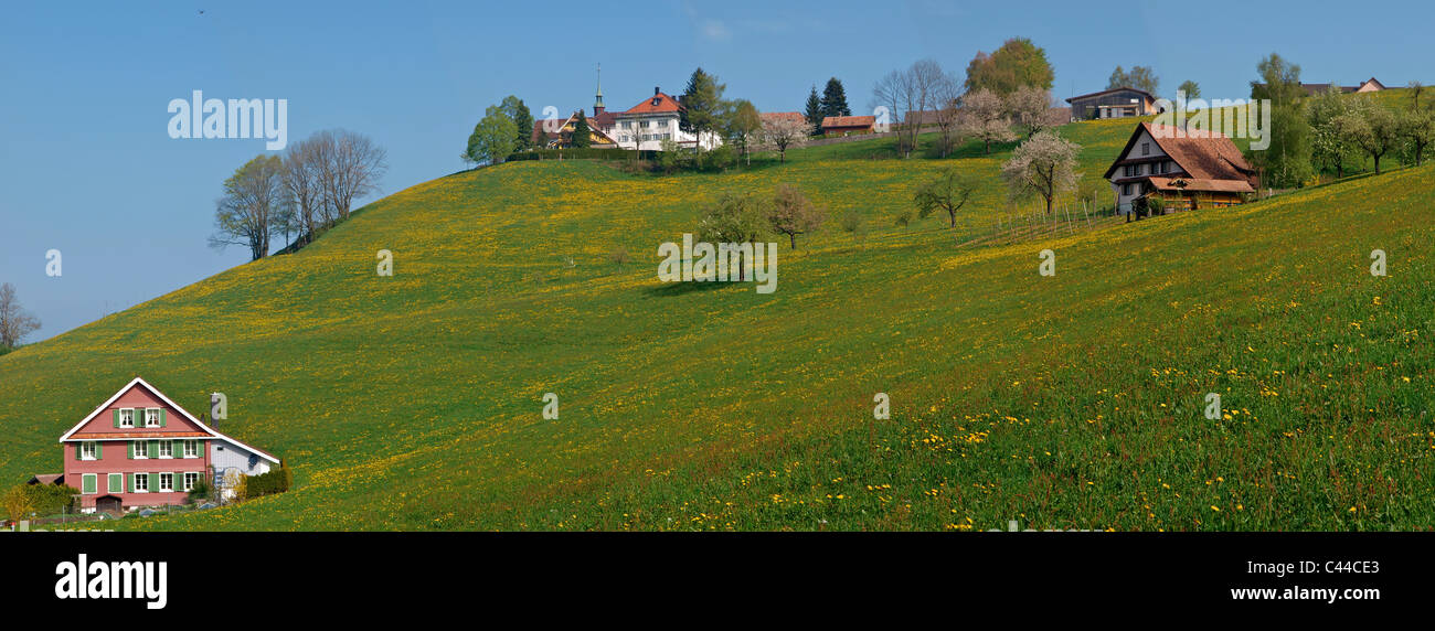 Farm, cherry trees, Gubel, scenery, dandelion, nature, horizontal