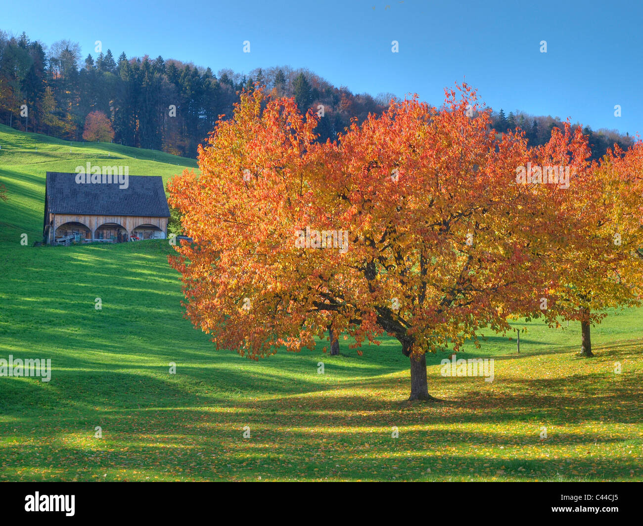 Trees, leaves, autumn, Switzerland, meadow, autumn trees, colors, Stock Photo