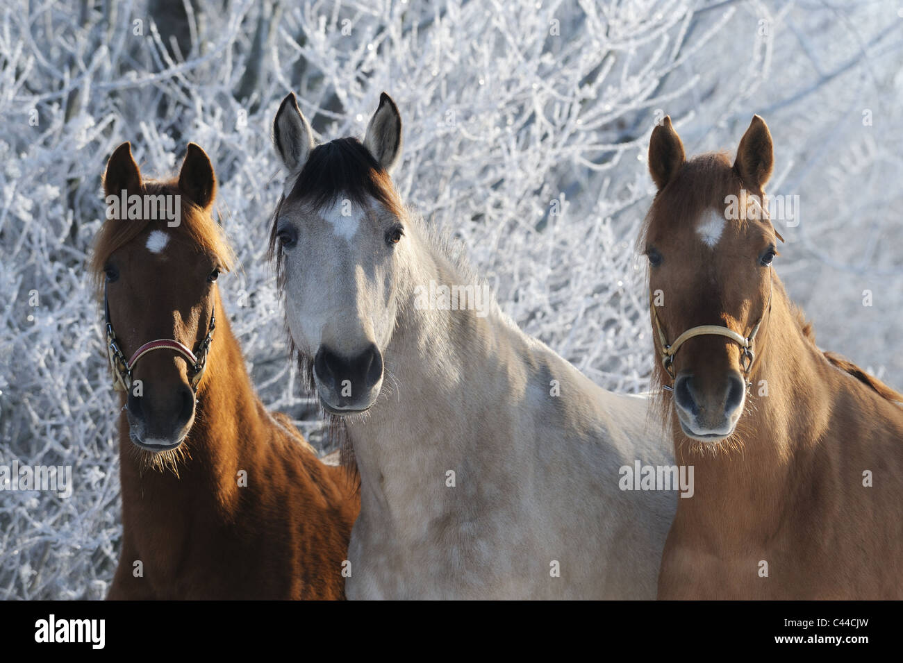 Paso Fino (Equus ferus caballus). Three mares on a snowy pasture. Stock Photo