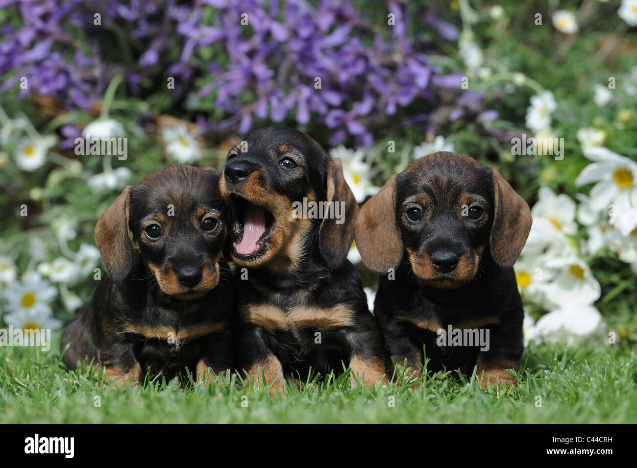 Wire-haired Dachshund (Canis lupus familiaris). Three puppies in a flowering garden in spring. Stock Photo