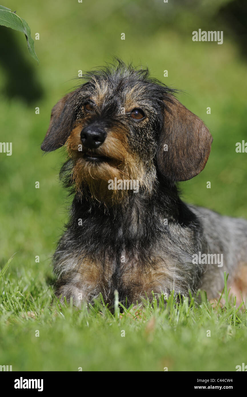 Wire-haired Dachshund (Canis lupus familiaris). Bitch sitting on a lawn. Stock Photo