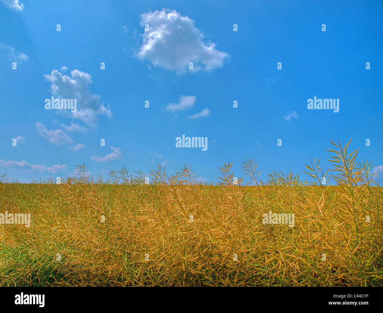 rape-field-ripe-agriculture-canton-zurich-switzerland-rape-stock
